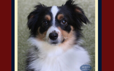 Facts About Dogs: You Might Find These Interesting