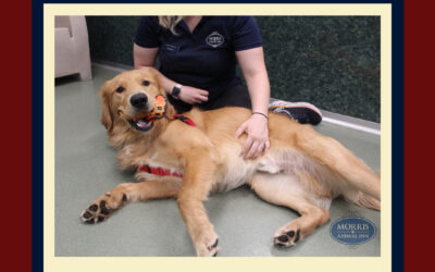 Adventure Playcare: A Daycare for Dogs Who Need a Little Special Attention