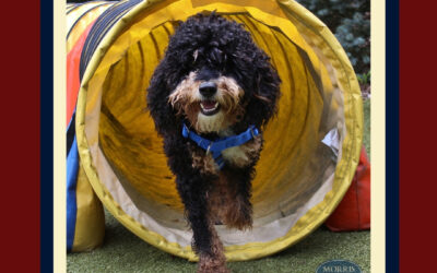 The Best Dog for Your Lifestyle
