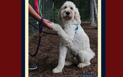 Steps to Help Keep Your Dog Healthy