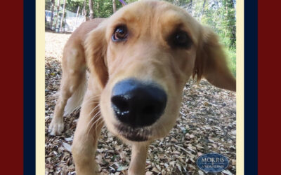 Hiking With Your Dog in Morris County