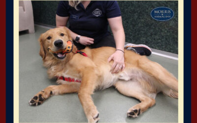 Do You Know the Proper Way to Pet Your Pet?