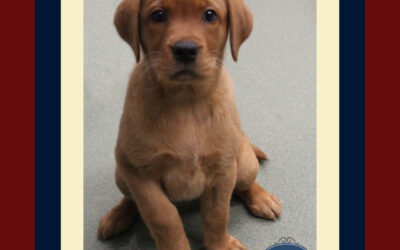 Don’t Waste Puppyhood!