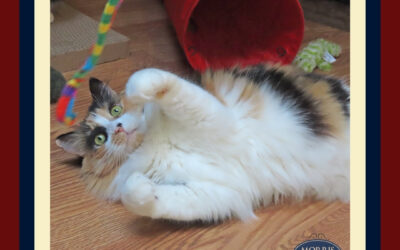 8 Exercise Games for Indoor Cats