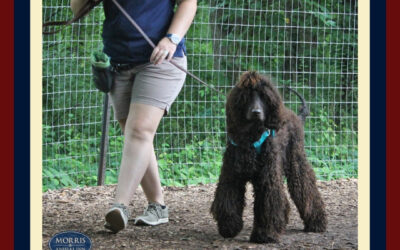 Take a Hike! Tips for Hitting the Trails with Your Dog