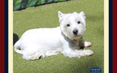Why are Westies White? Interesting Facts You Didn’t Know About Your Favorite Breeds.