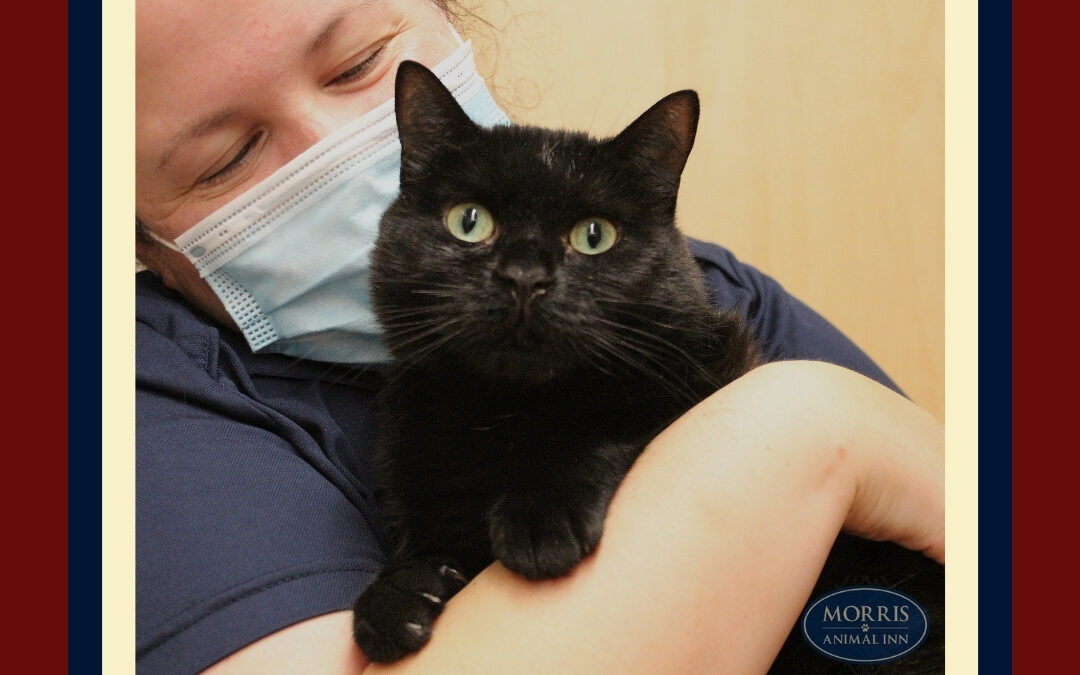 The Importance of Cat Grooming