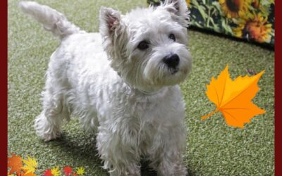 October is National Pet Wellness Month