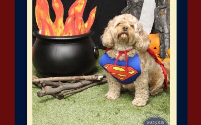 Halloween Safety for your Furry Friend.