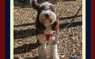 Spring Outing with Dogs in Morristown