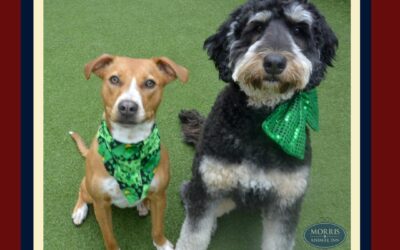 Lucky Dogs in NJ