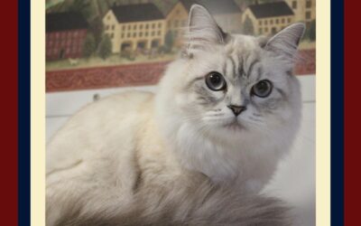 Is Your Cat Annoying?