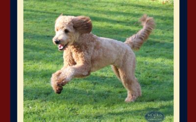 Dog Friendly Farms in New Jersey