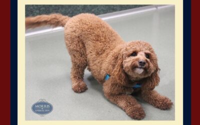 Why Do Dogs Chase Their Tails? Here Are 5 Explanations!