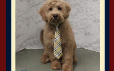 An Interview with our Grooming Manager