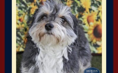 Tips for a Pet-Friendly Garden