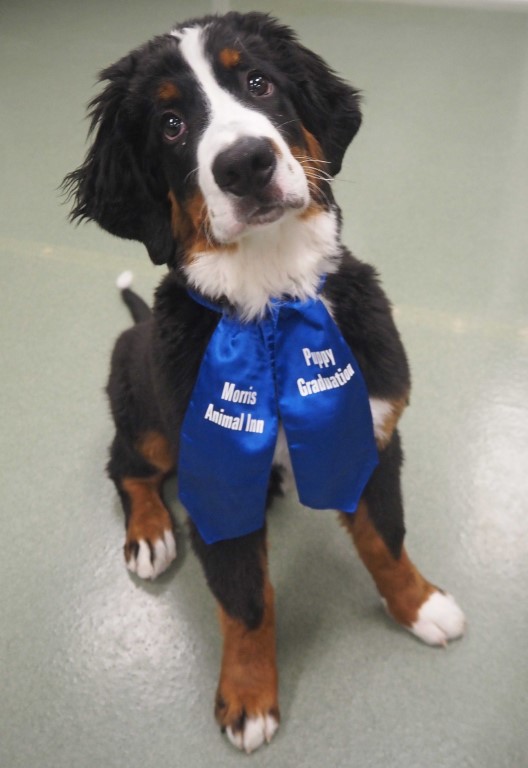 brown, white, black dog wearing a blue ribbon for graduating from Training class at Morris Animal Inn