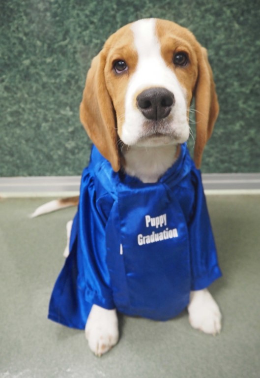Beagle wearing blue shirt that says puppy graduation