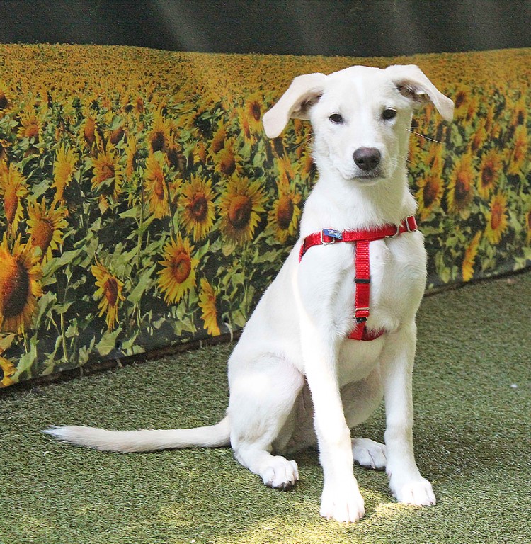 Pup-Training (Medium)