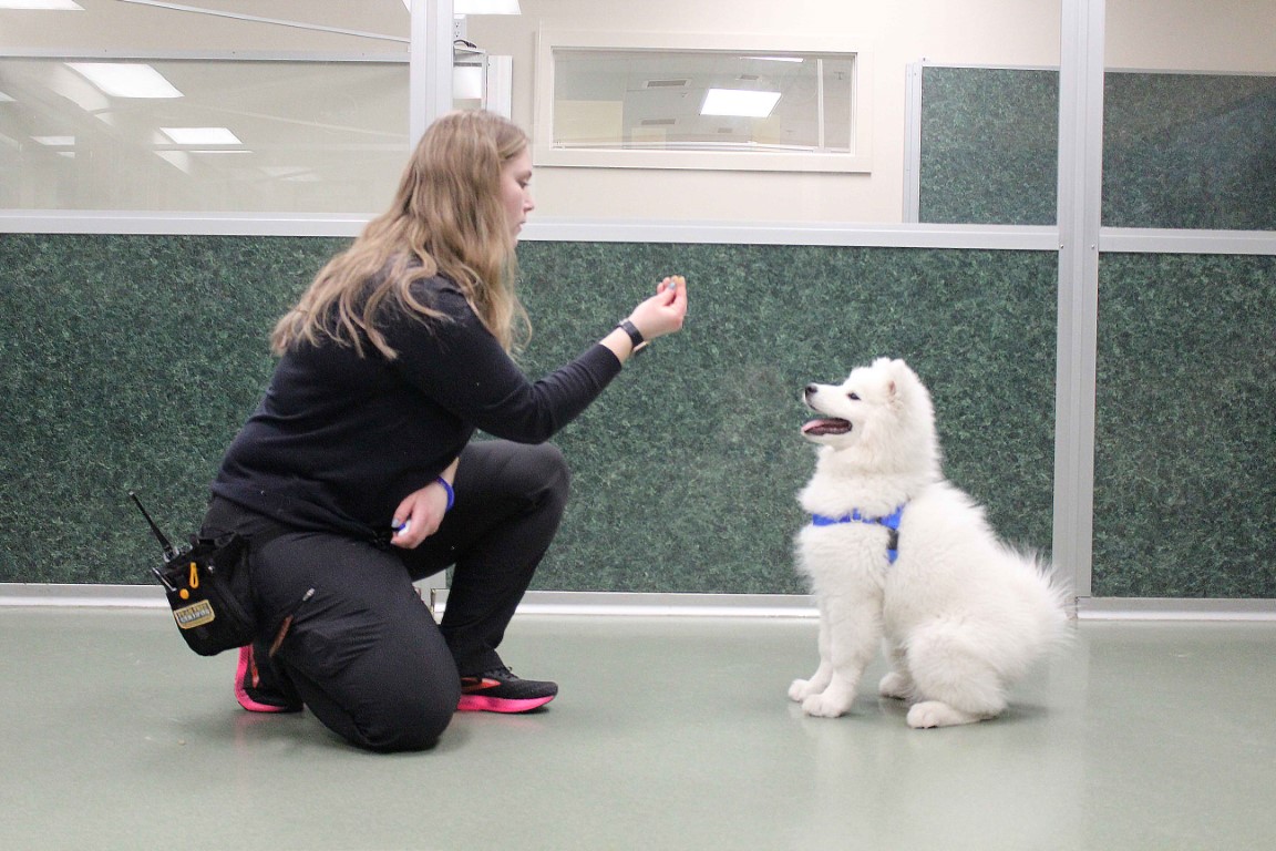 Fluffy white dog sitting in front of Trainer who is holding a treat