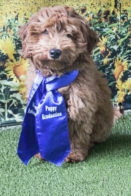Brown, fluffy dog wearing a blue graduation ribbon from training class