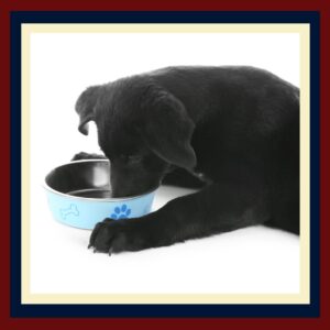 Should Puppies Have Free Access to Water?