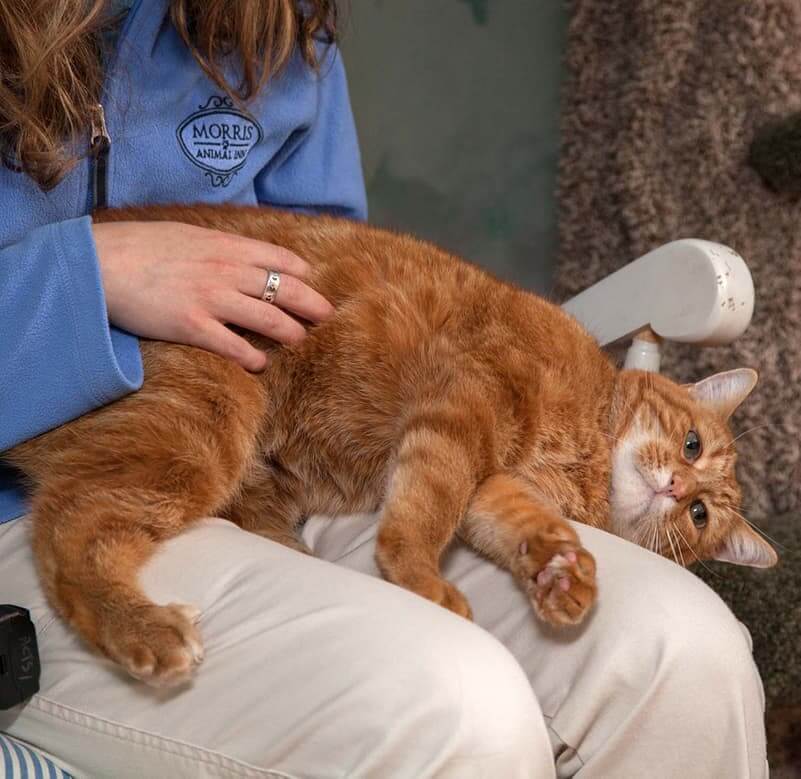 Cat boarding at Morris Animal Inn