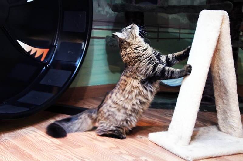 Cat boarding at Morris Animal Inn