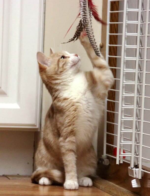 Cat boarding at Morris Animal Inn