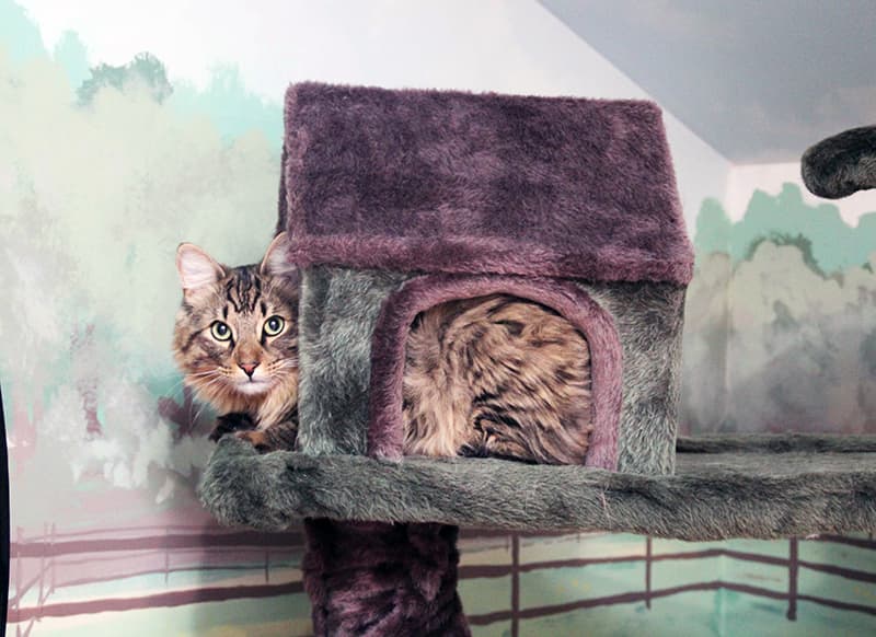 Cat Boarding at Morris Animal Inn