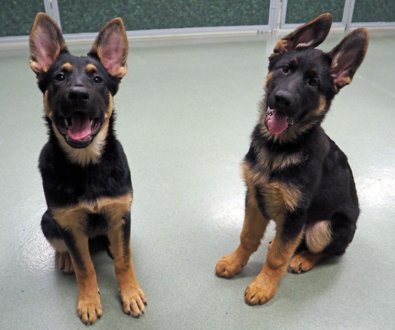 Puppies at puppy training at Morris Animal Inn