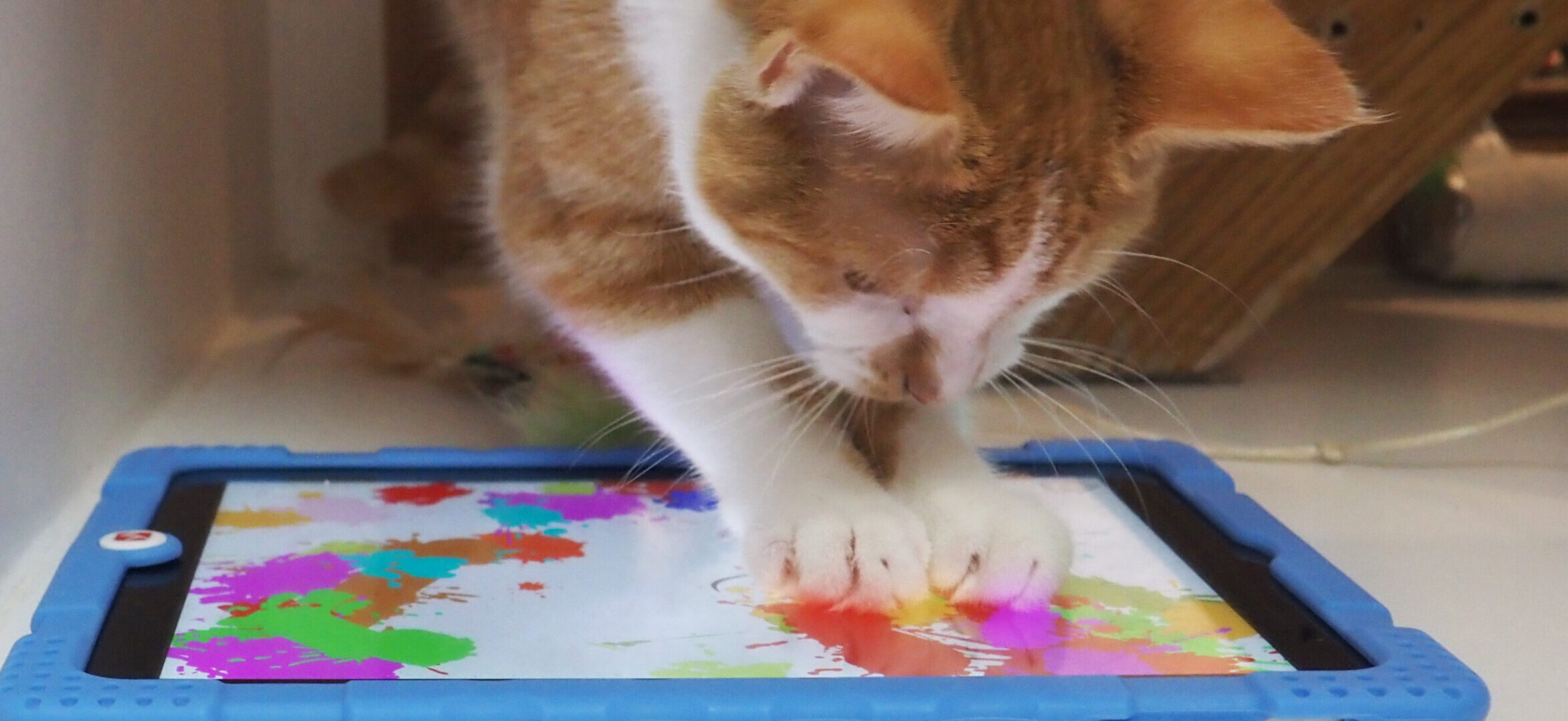 Kitty Kartoon for Cat Boarding