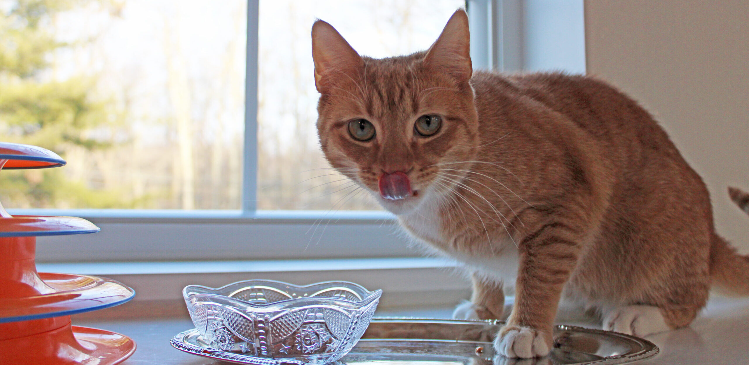 Catch of the Day for Cat Boarding