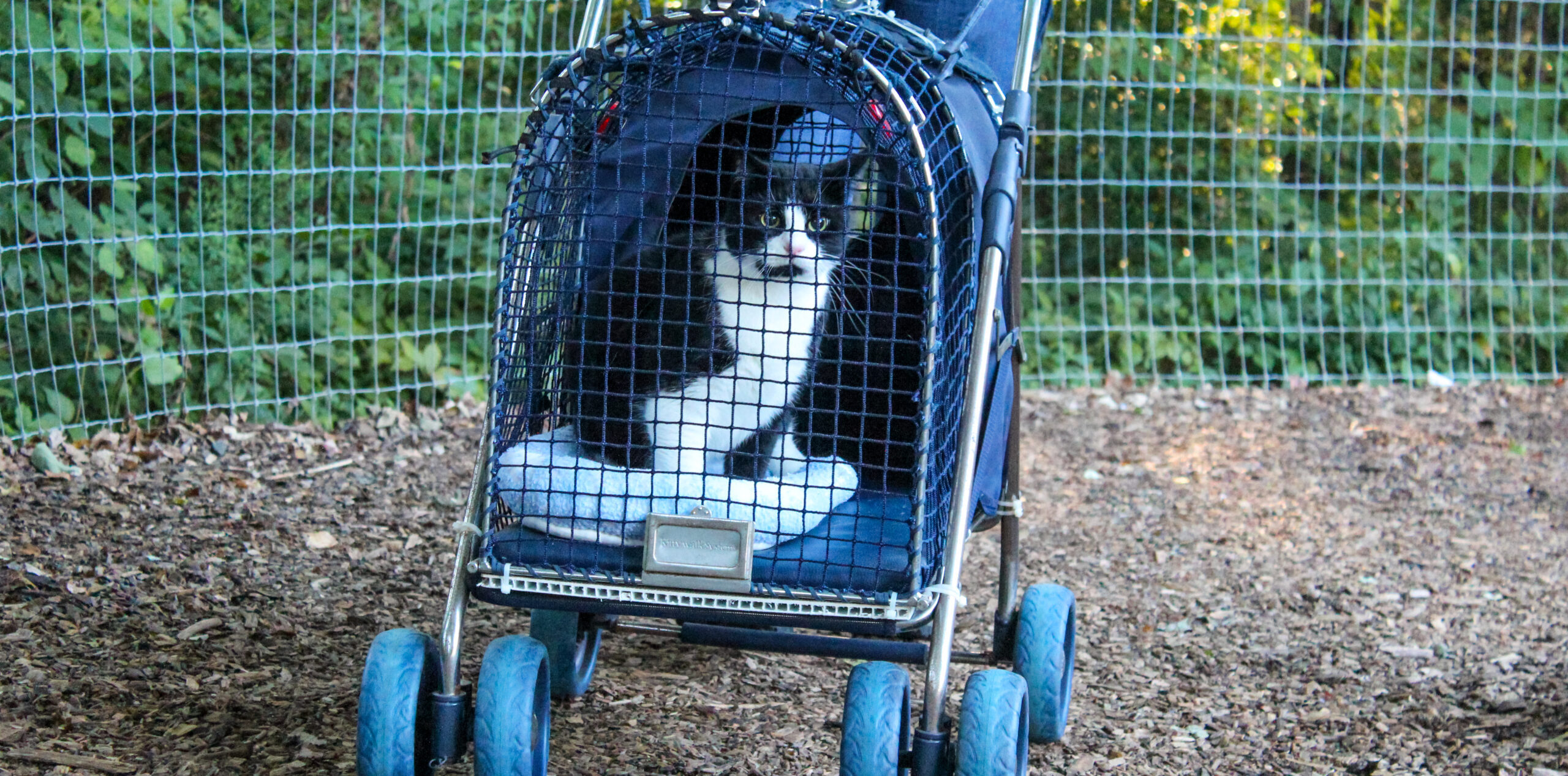 Kitty Walks for Cat Boarding