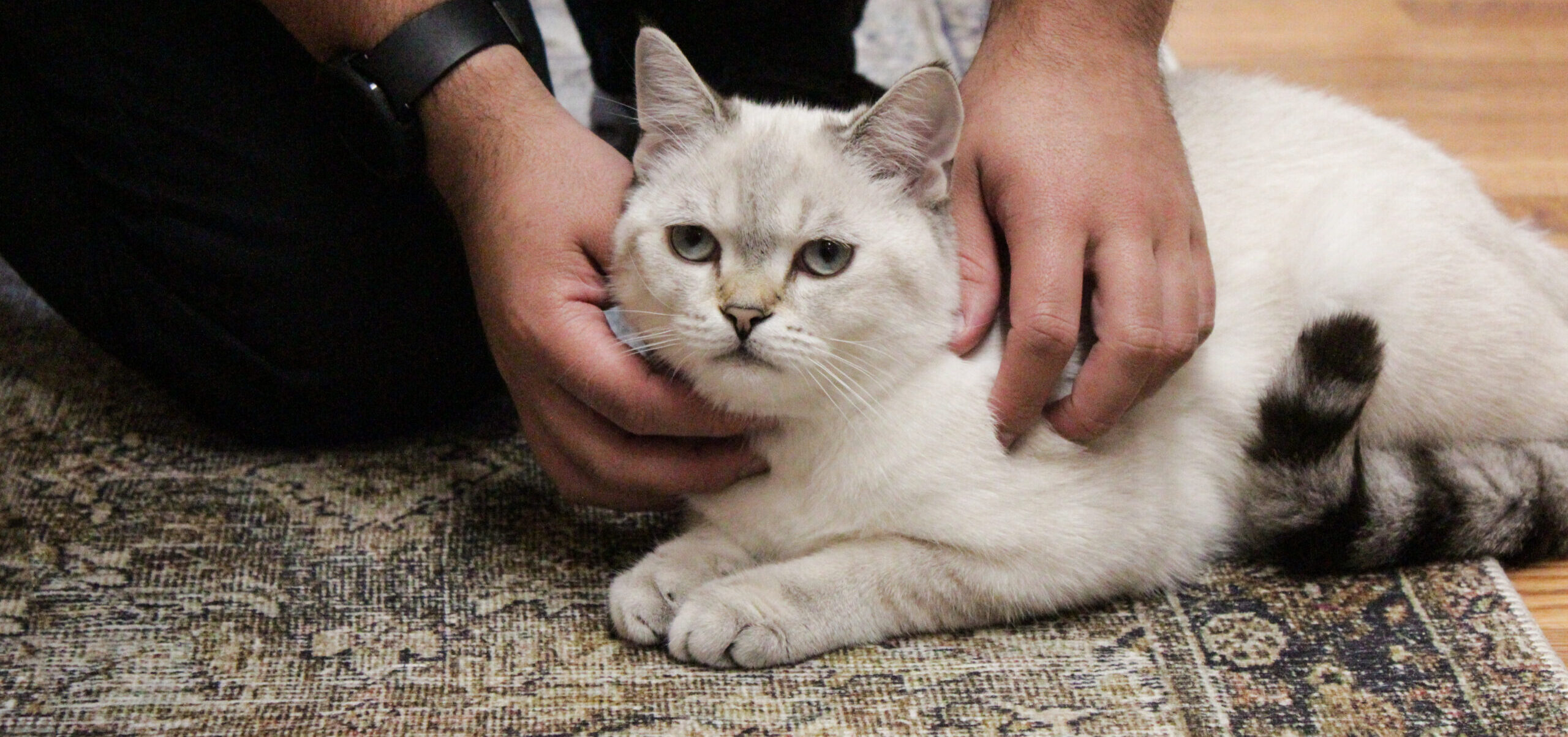 Pampered Pets session for Cat Boarding