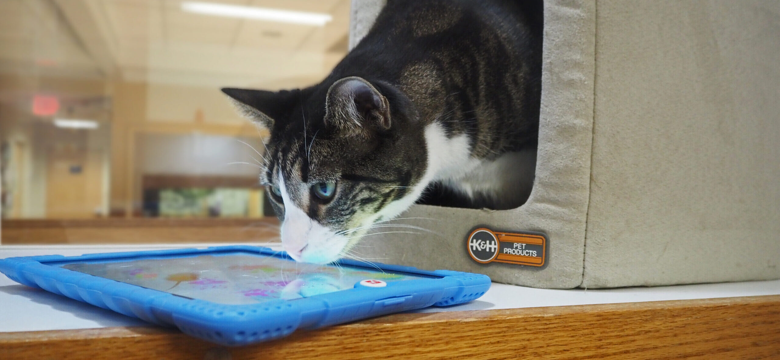 Crazy cat tablet game