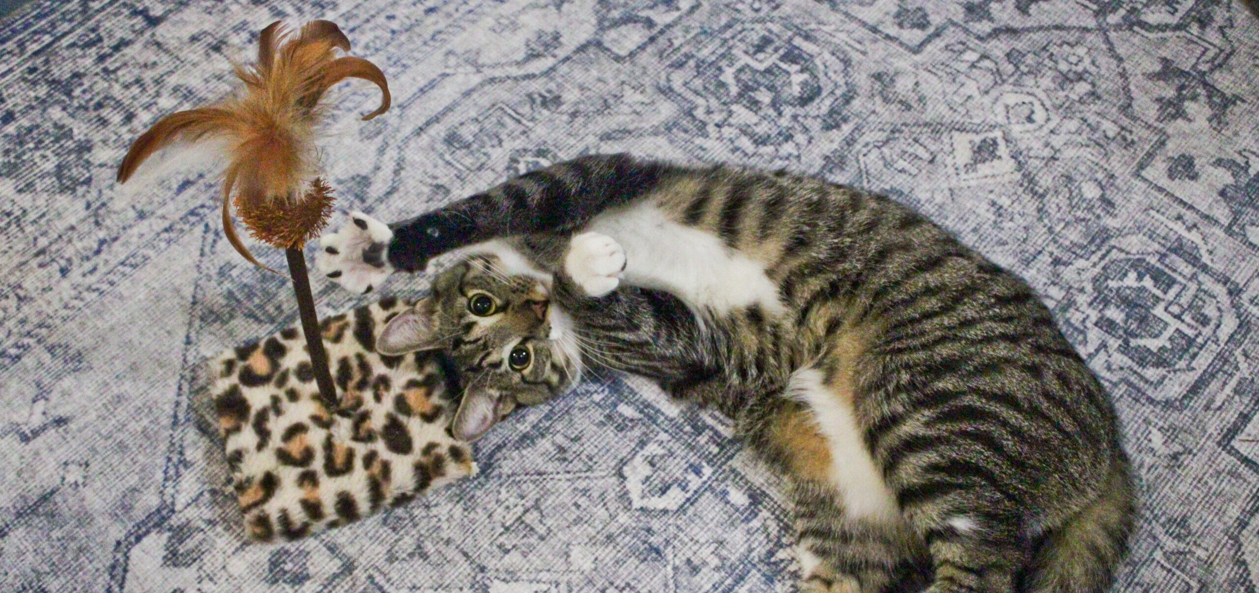 Cat playing with feather for Teaser Sessions at Cat Boarding
