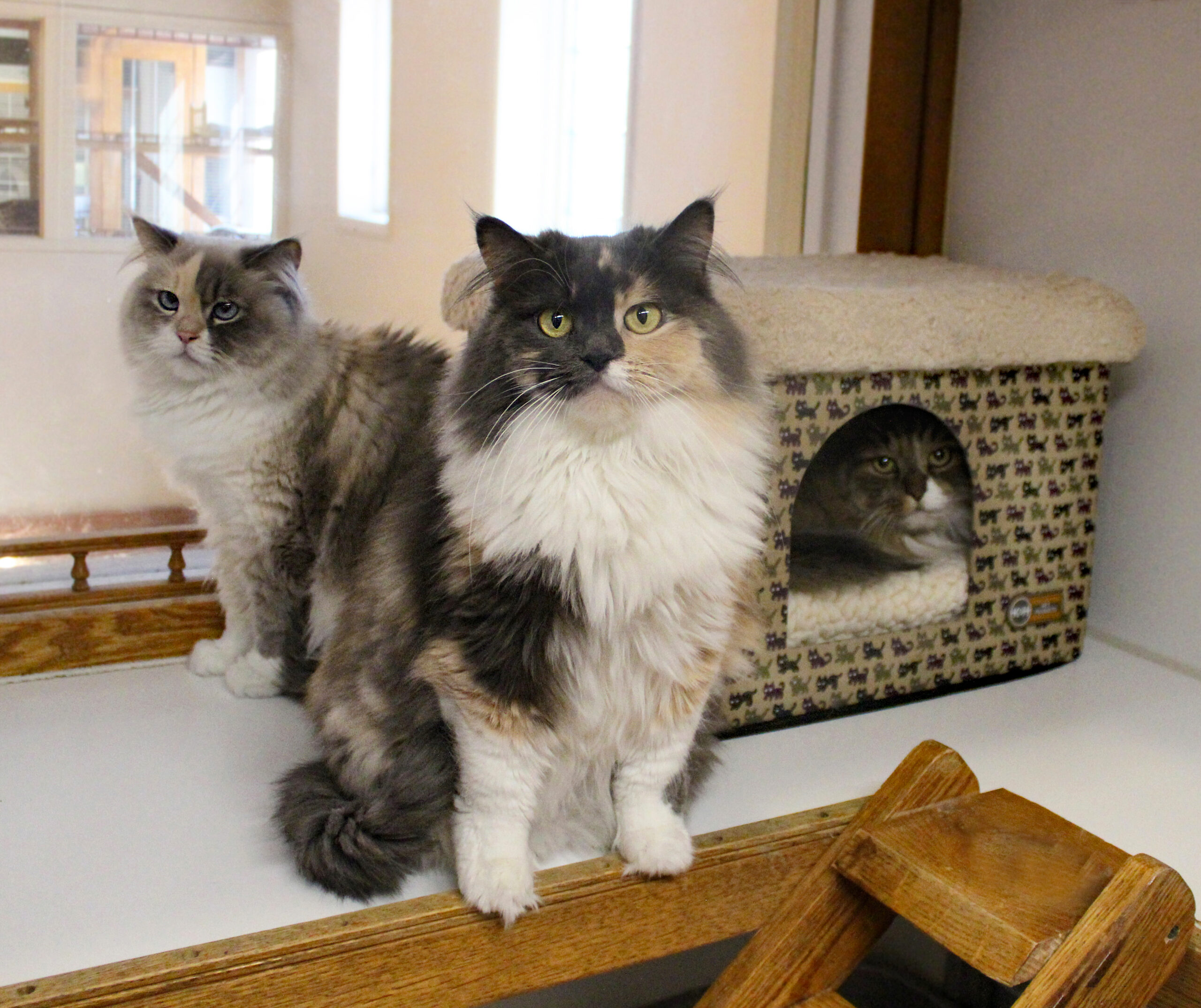 Cats in boarding suite