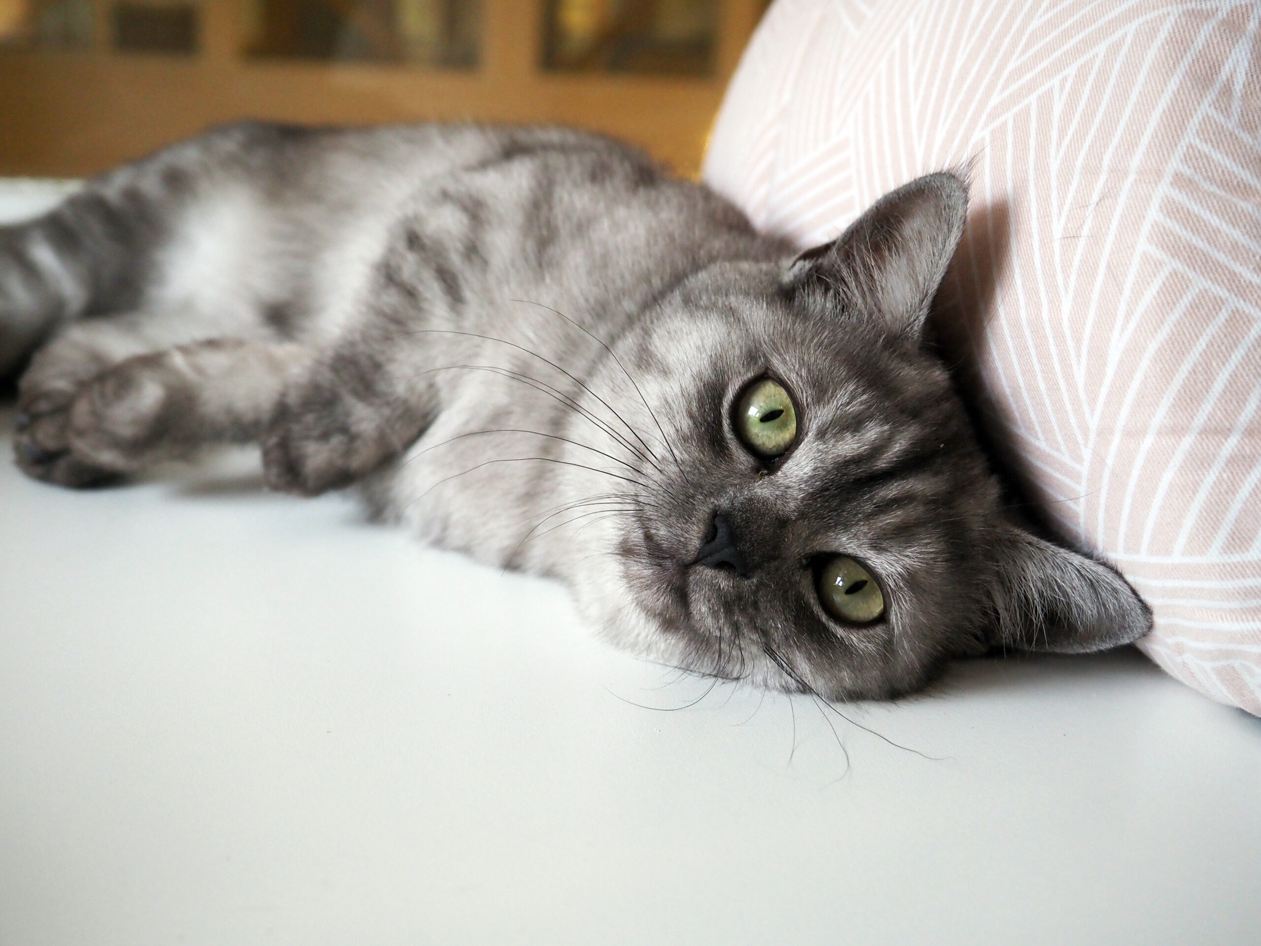 Cat laying in boarding suite
