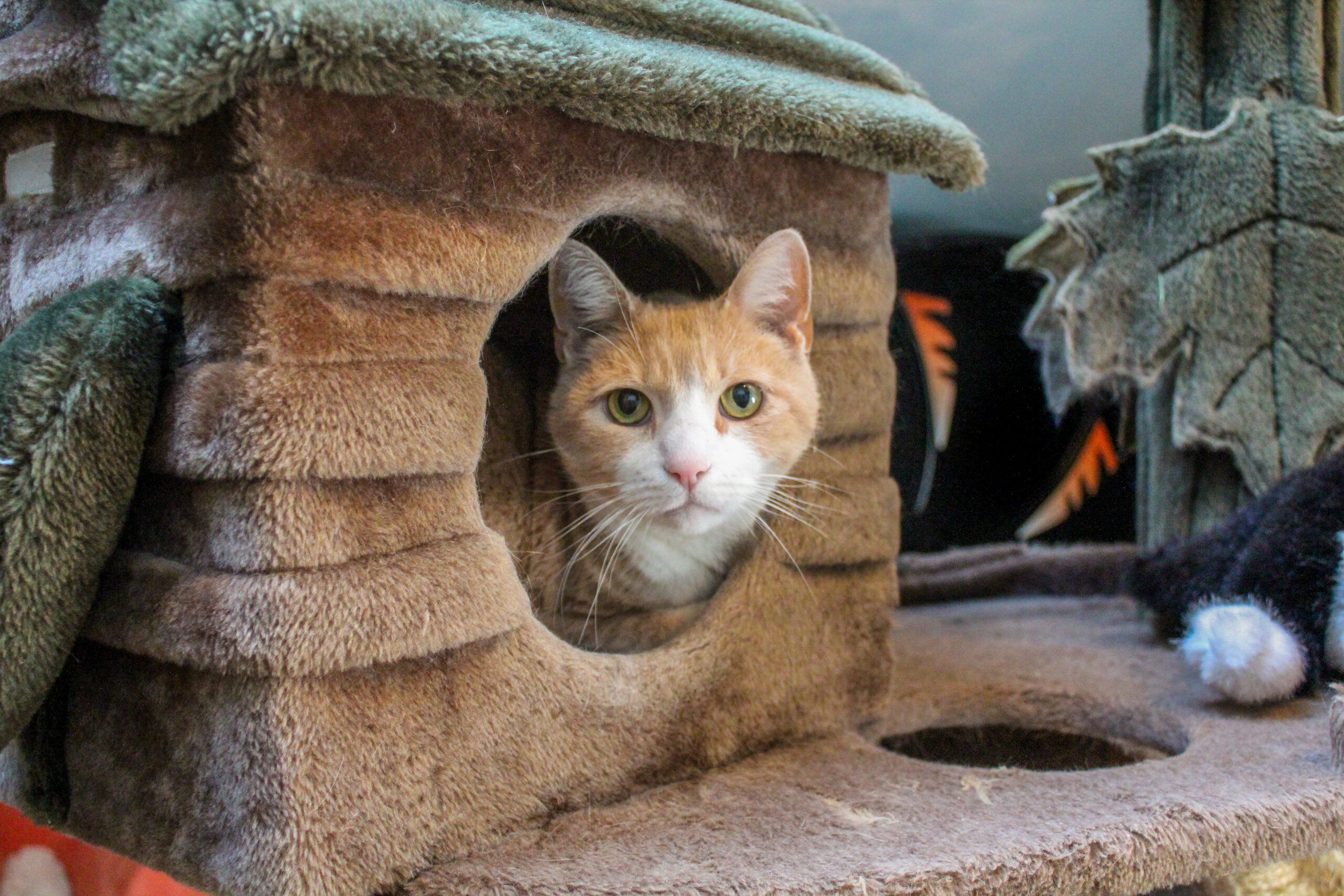 Cat in Deluxe condo for boarding