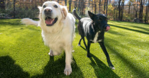 Dogs running outside at Morris Animal Inn