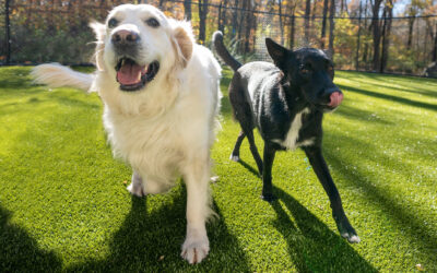 The True Cost of Staying at the Morris Animal Inn