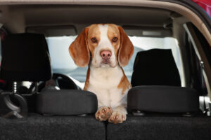 should-you-bring-your-dog-on-a-road-trip