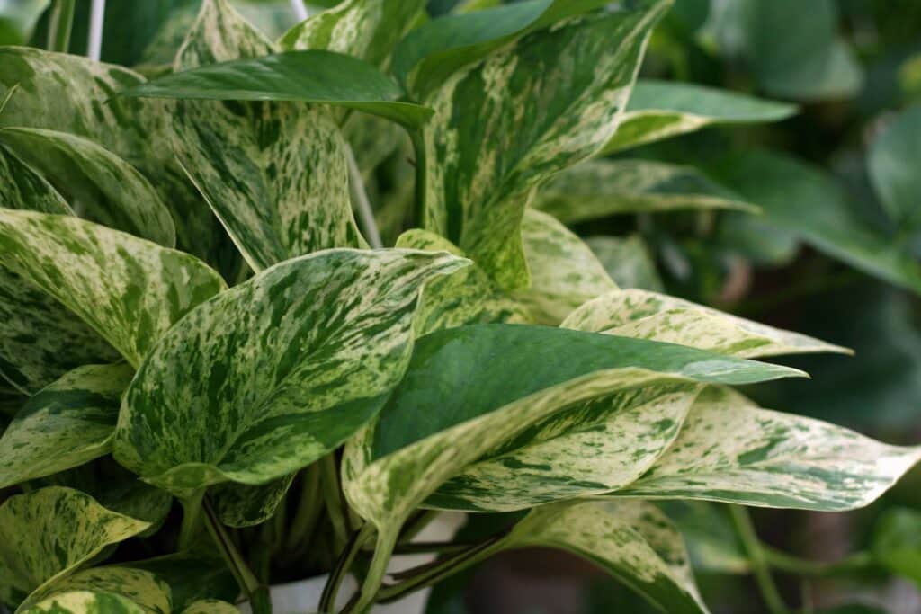 close-up of pothos leaves