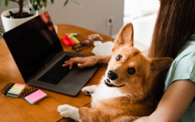 How to Find the Best Dog Boarding for Busy Professionals in Central New Jersey