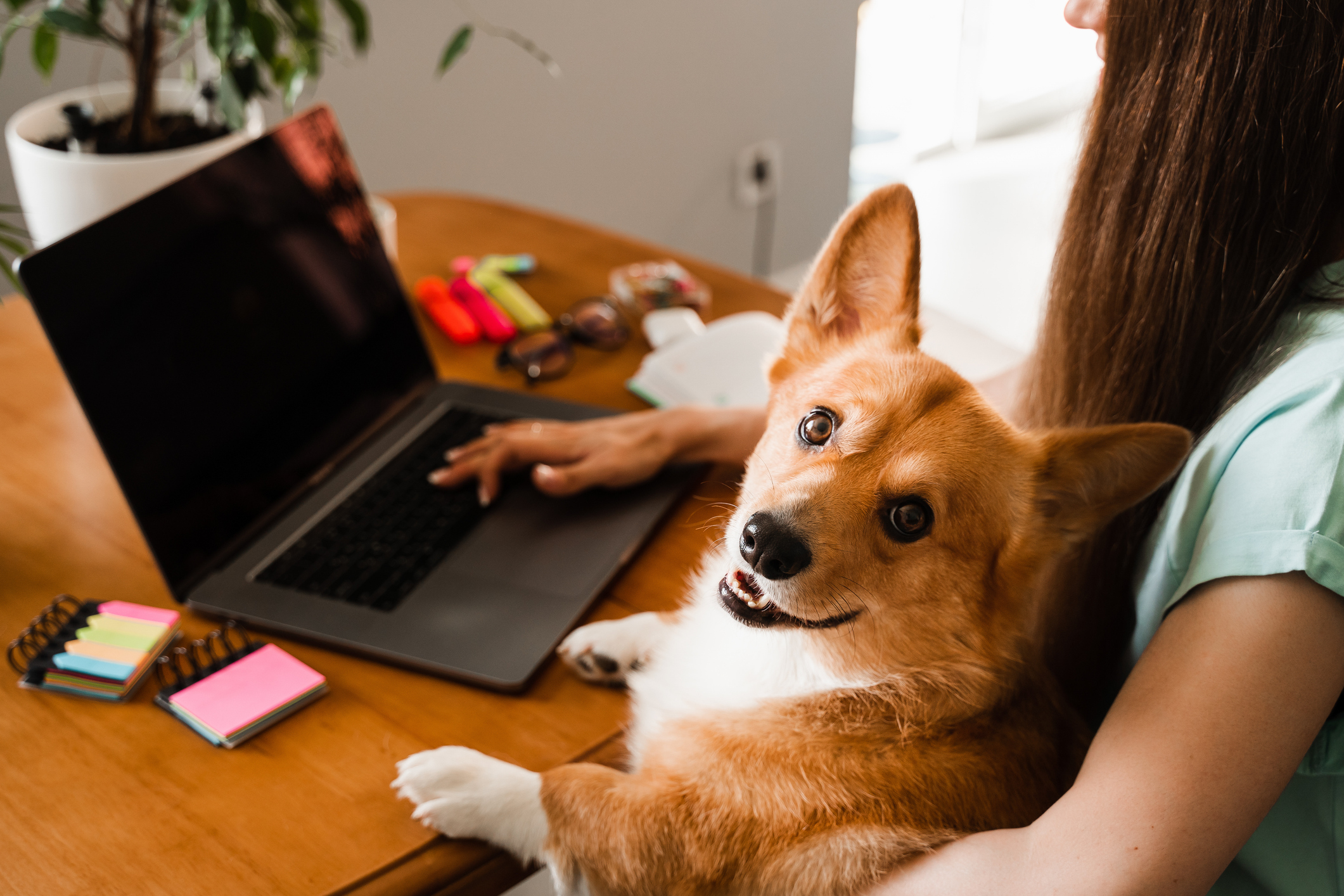 dog boarding for busy professionals in central New Jersey dog boarding for busy professionals in central New Jersey