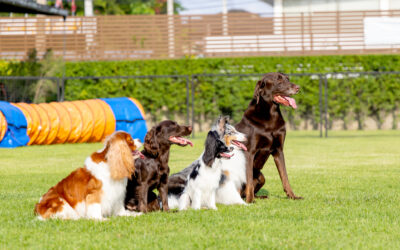 Is There a Difference Between Dog Kennels and Pet Resorts in New Jersey?