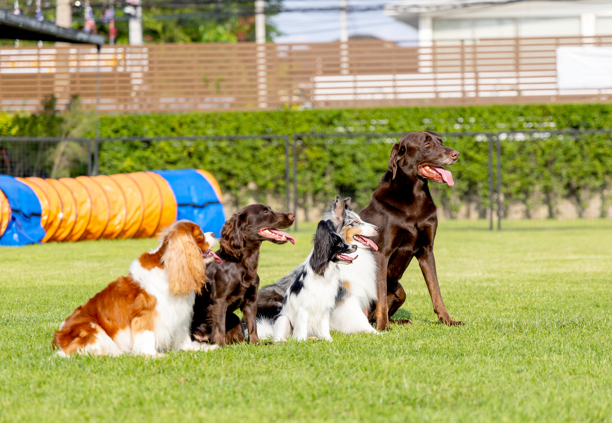 pet resorts in new jersey