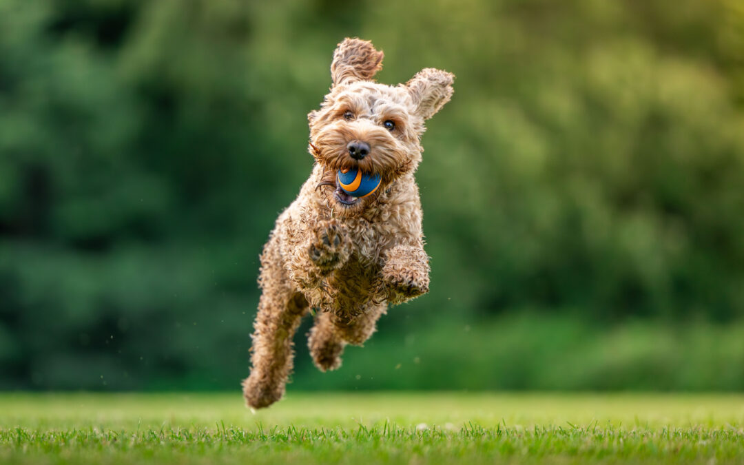 What Questions Should You Ask When Touring a Dog Boarding Facility?