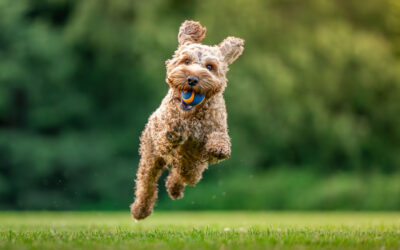 What Questions Should You Ask When Touring a Dog Boarding Facility?